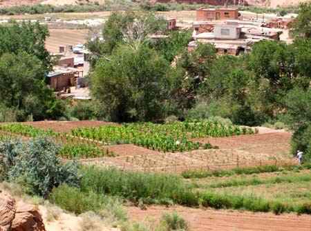 Hopi Food Sustainability, Farming, Orchard-Garden Projects