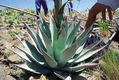 Agave Roasting by Yavapai and Apaches