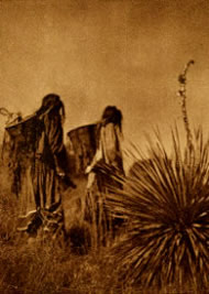 Wielding carrying baskets, Apache women trek across a hillside to the agave field.